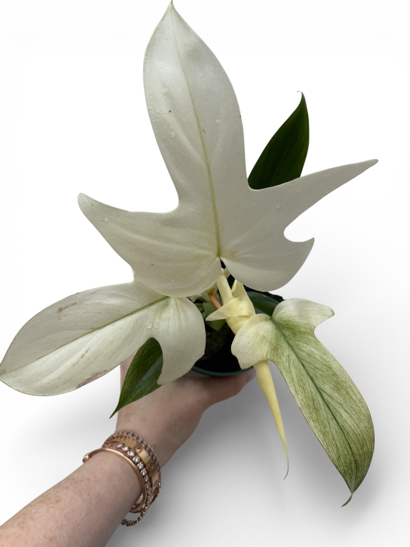 philodendron florida ghost ebay Philodendron Florida Ghost, 4" Plant