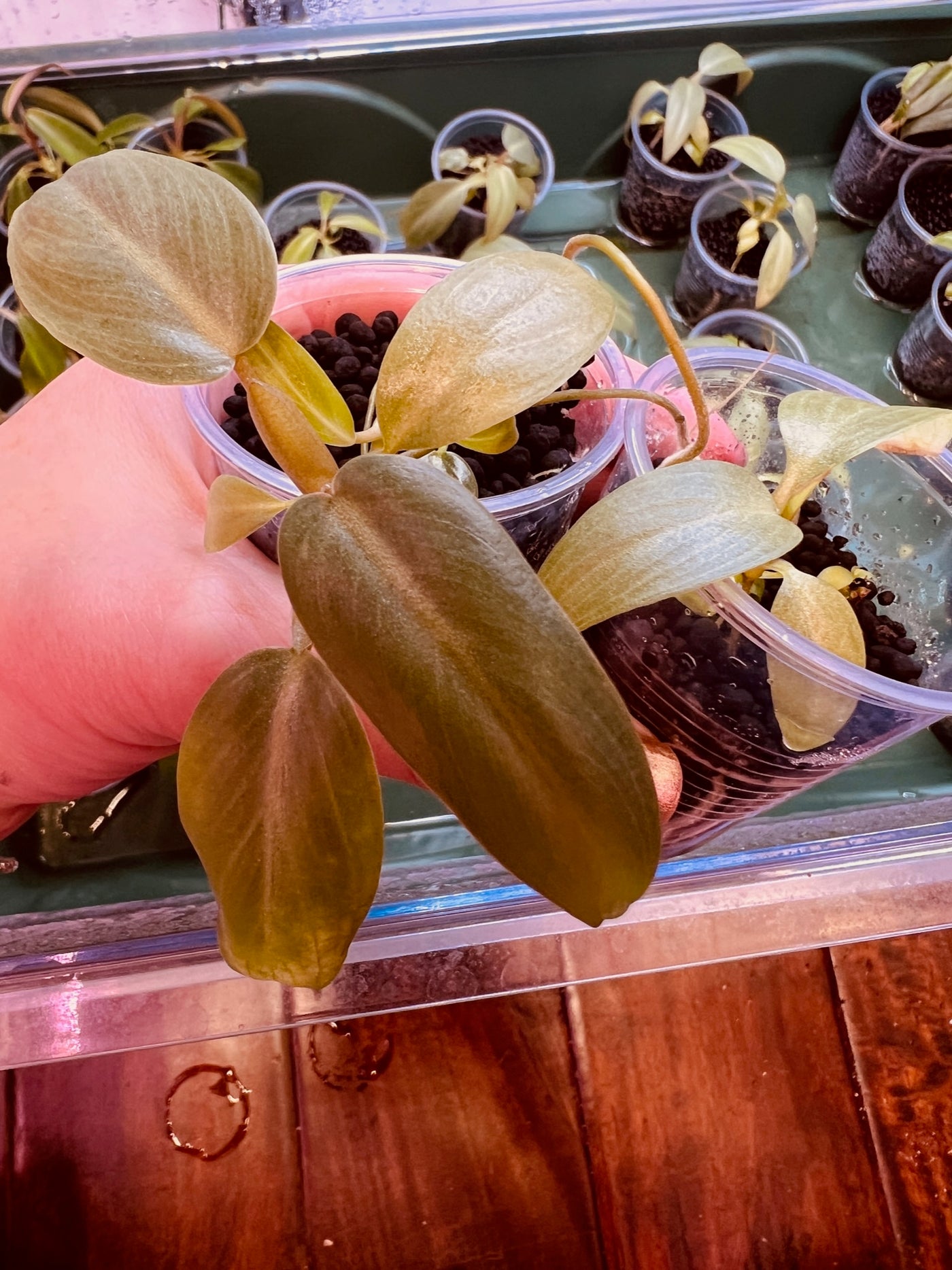 Philodendron Maximum Aroid Starter Plant for sale - San Diego California