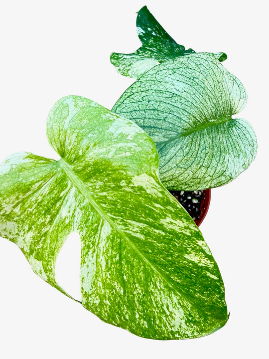 Monstera Mint Variegated