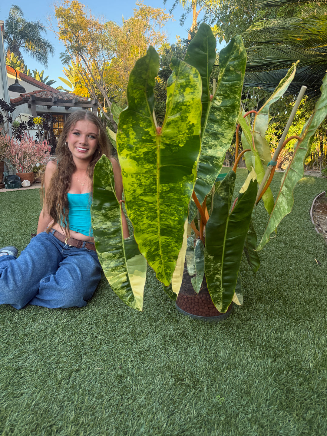 Philodendron Billietaie variegated 