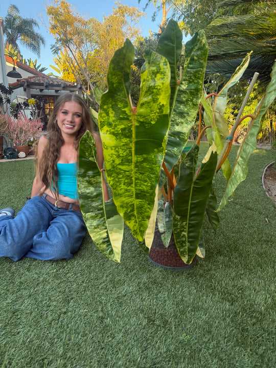 Philodendron Billietaie variegated 