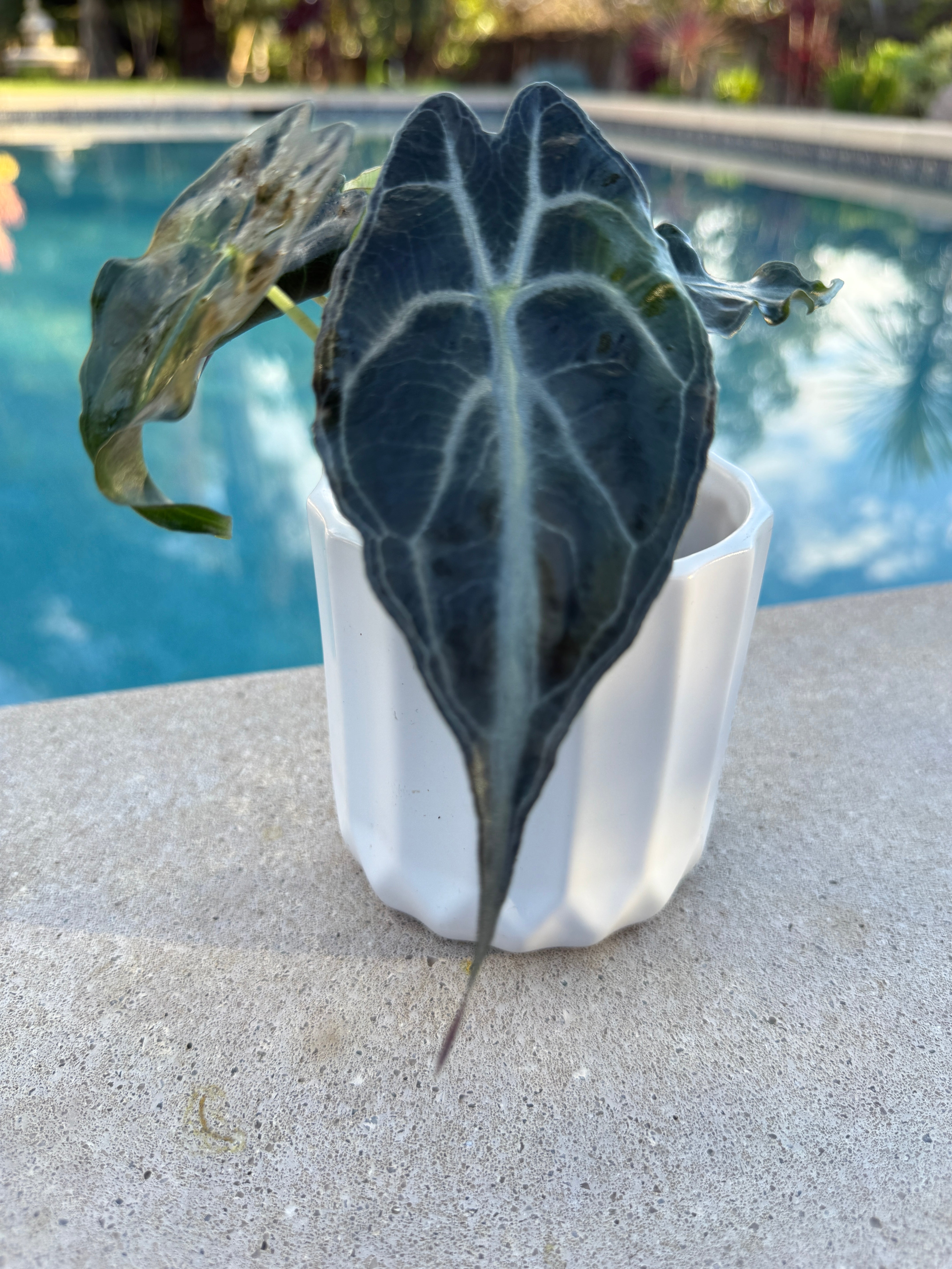Alocasia Venom – Plant Vault