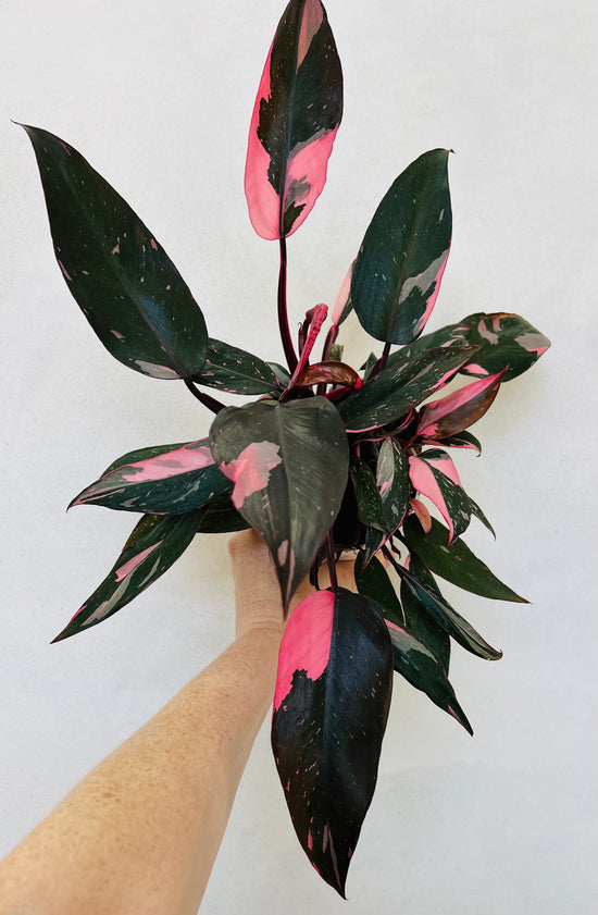 Extra full Philodendron Pink Princess, highest variegation.