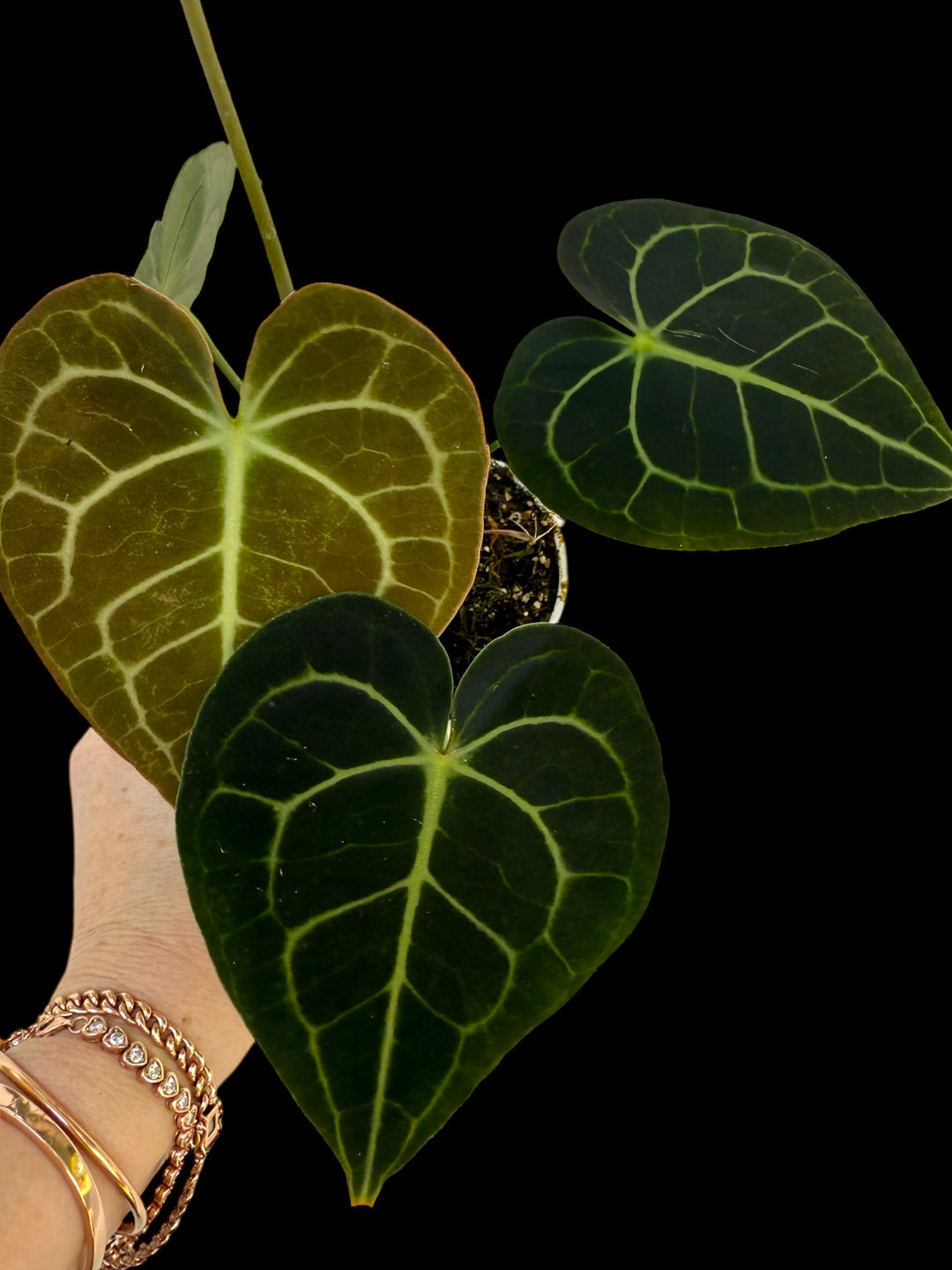 Anthurium Clarinervium 'Dark Form' for sale at Plant Vault
