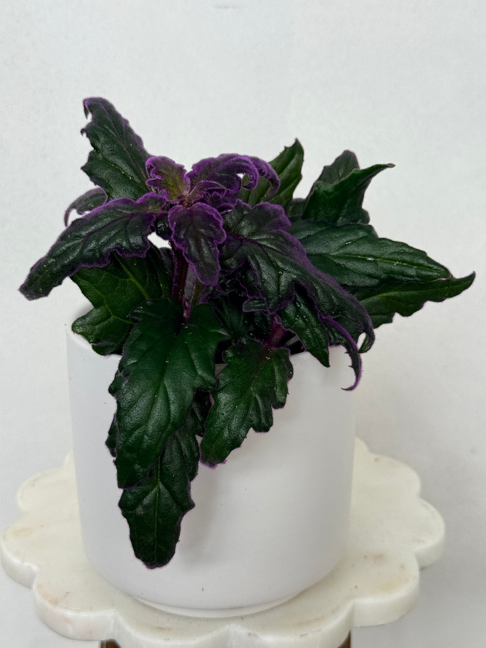 Gynura Aurantiaca/Purple Passion