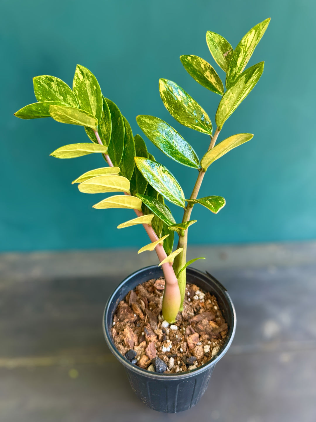scientific name for zz plant Variegated ZZ