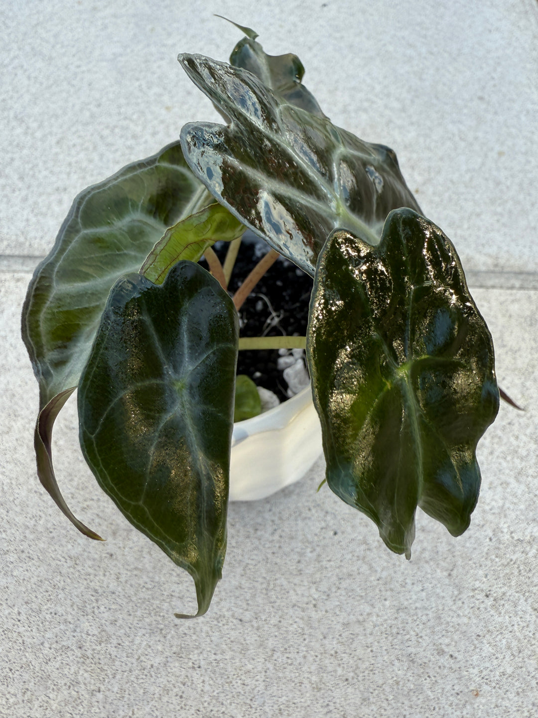 Alocasia Venom