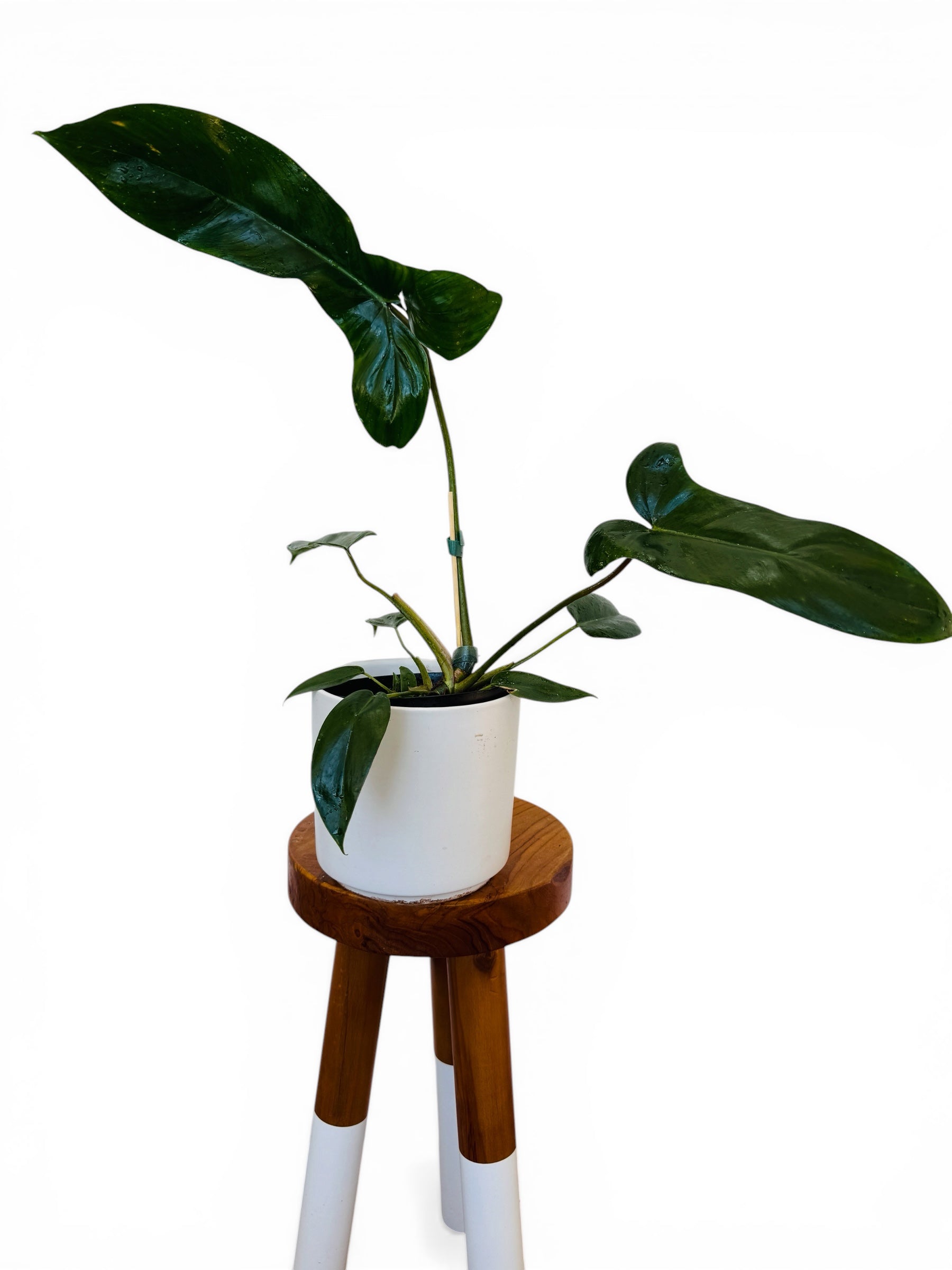 Plant Vault Philodendron Mexicanum Latisagittum
