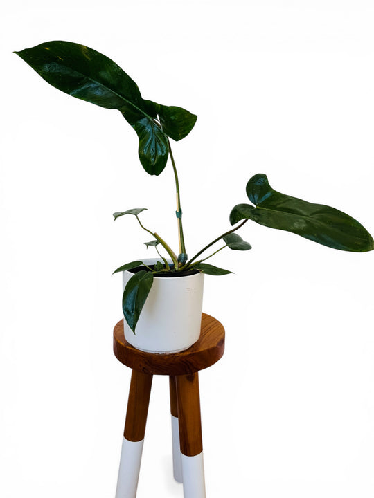Philodendron Mexicanum 