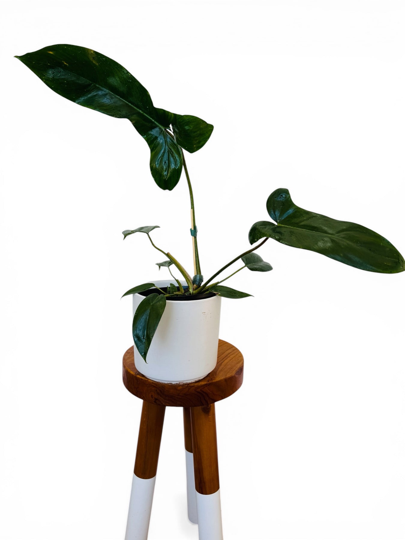 philodendron mexicanum care Philodendron Mexicanum 'Latisagittum'