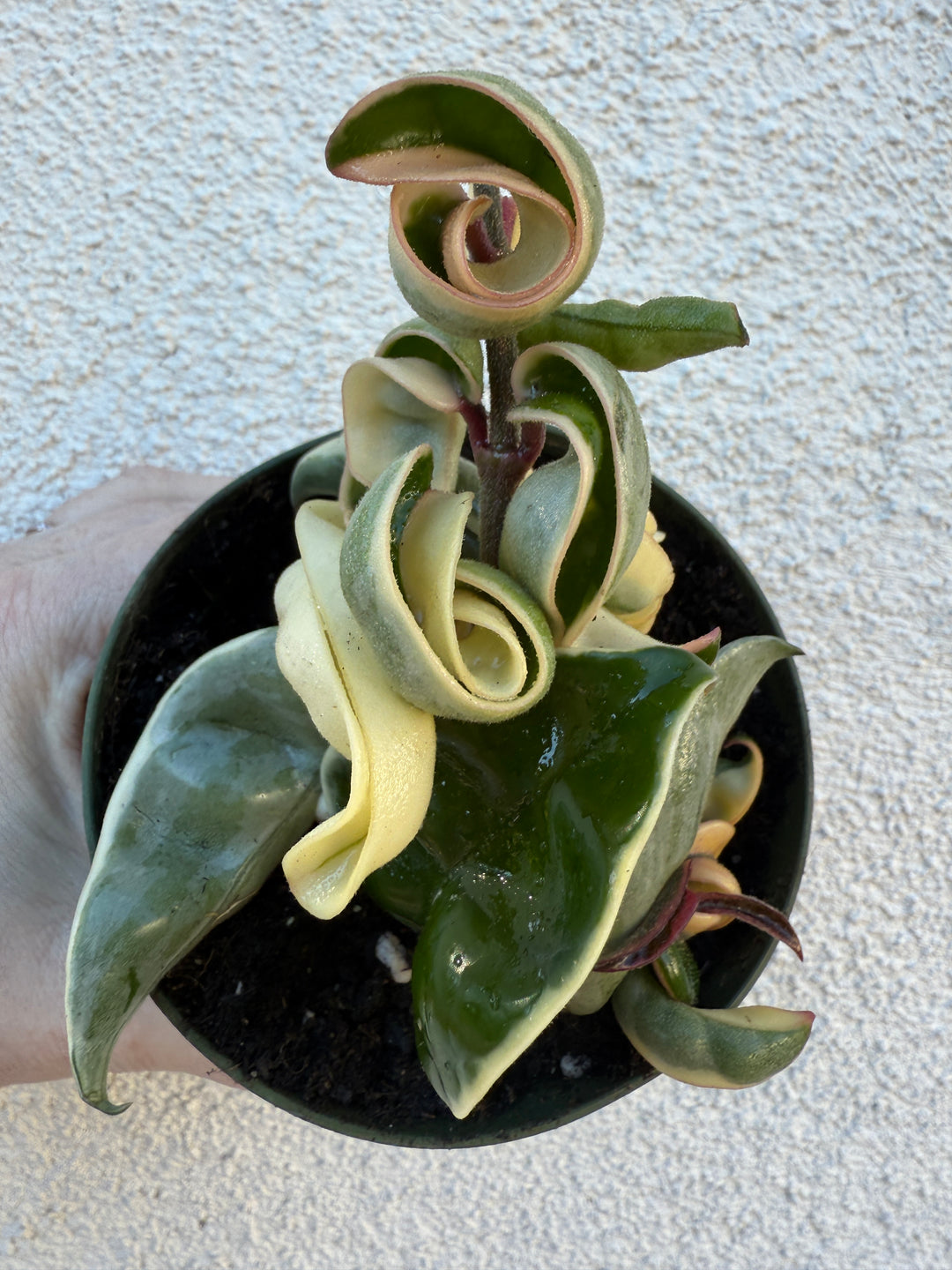 Variegated Hoya Compacta “Hindu Rope”