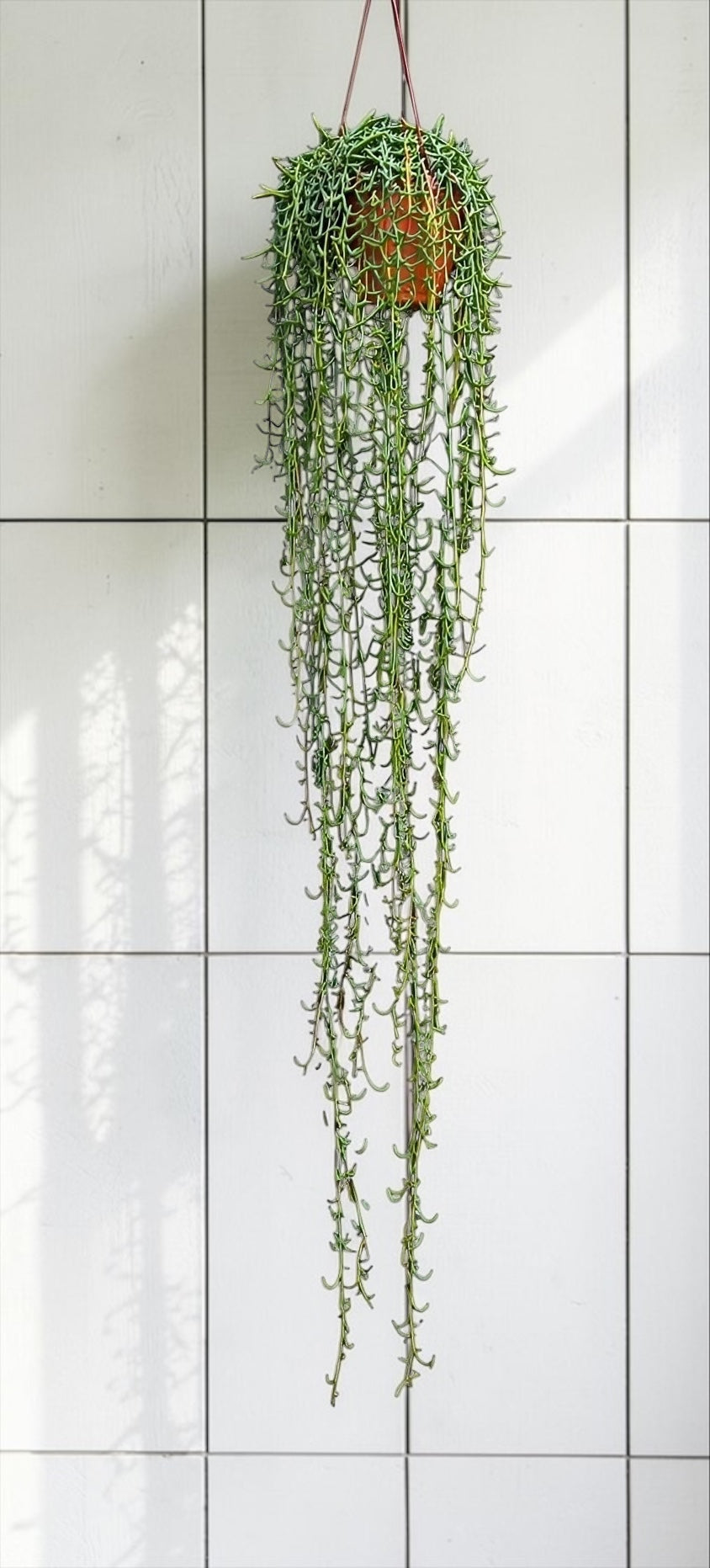 String of Fishhooks long succulent hanging plant
