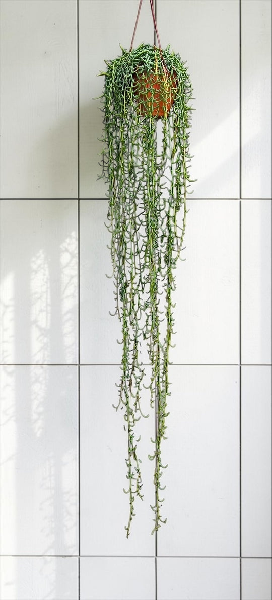 String of Fishhooks long succulent hanging plant