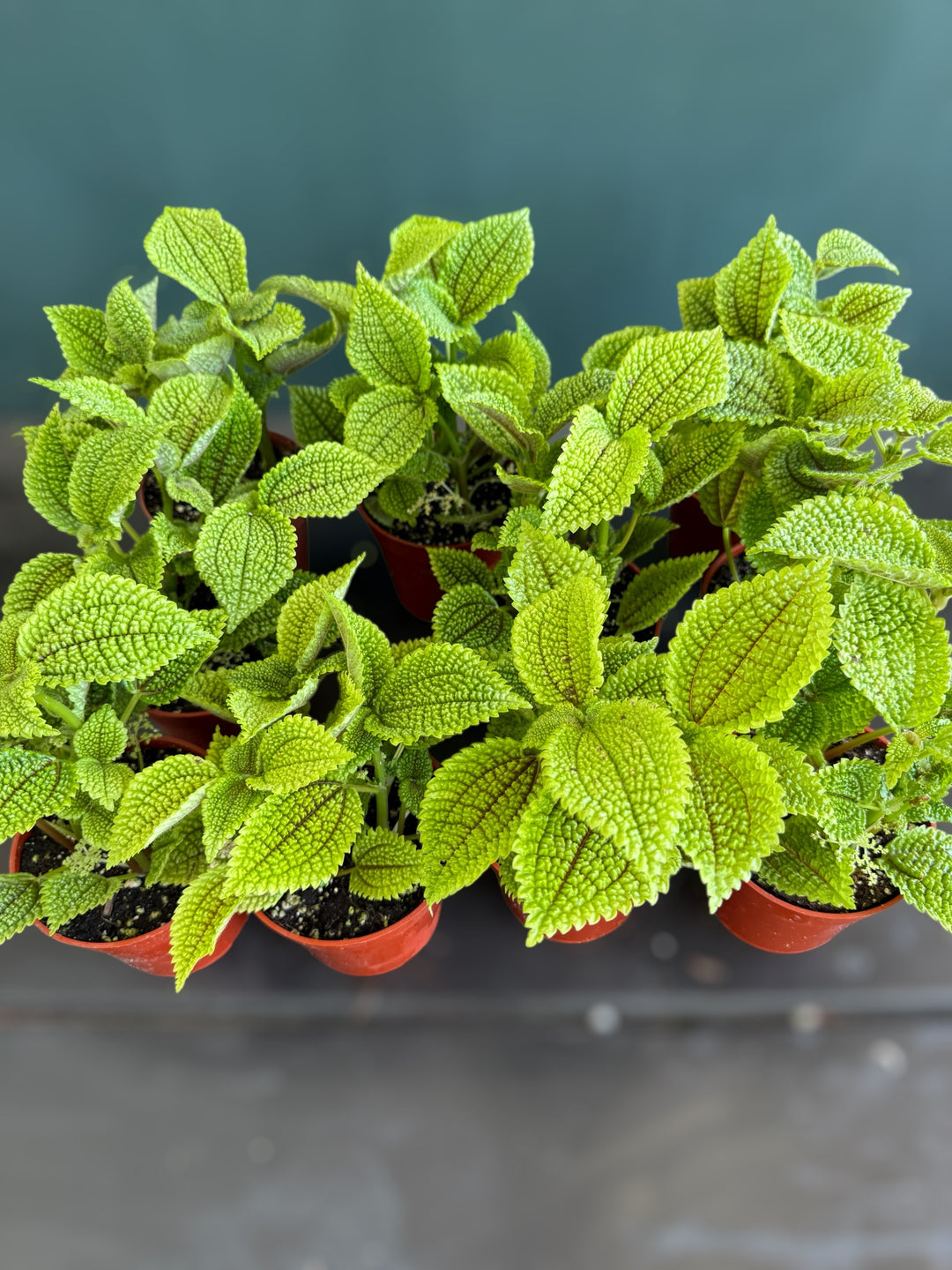  Pilea involucrata ‘Friendship Plant’ for sale