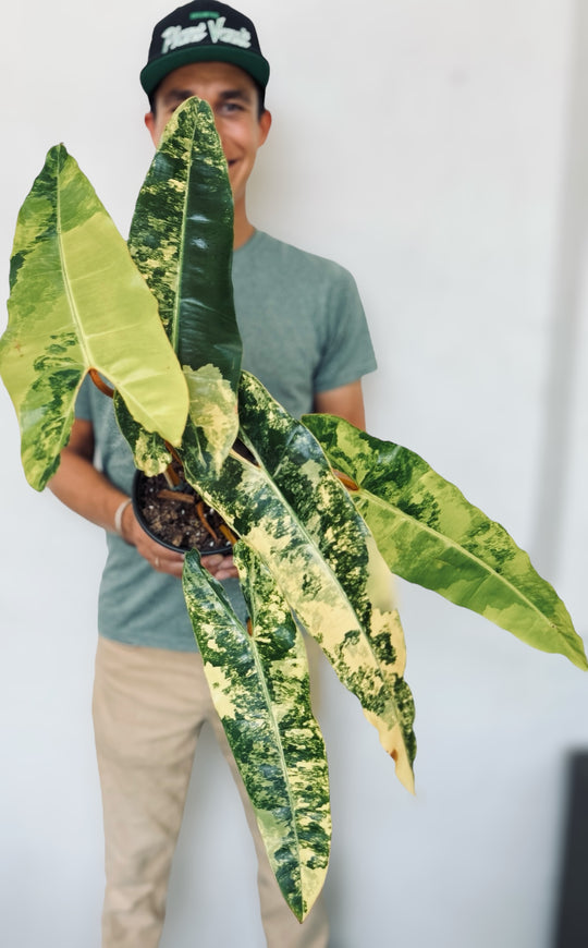 Philodendron Variegated Billietiae for sale at Plant Vault