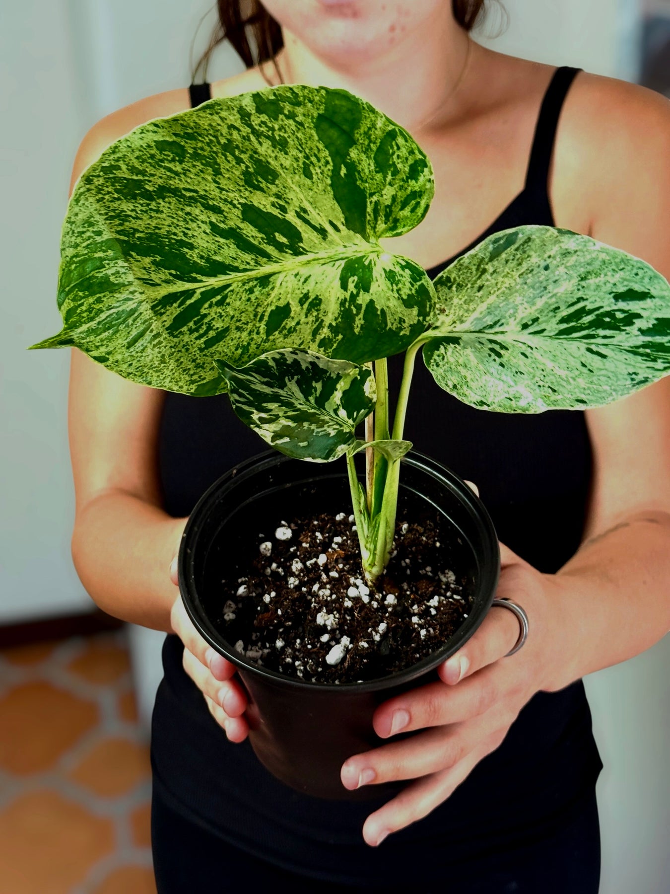 Monstera Bulbasaur – Plant Vault