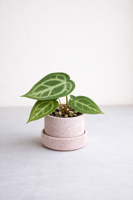 Anthurium Crystallinum