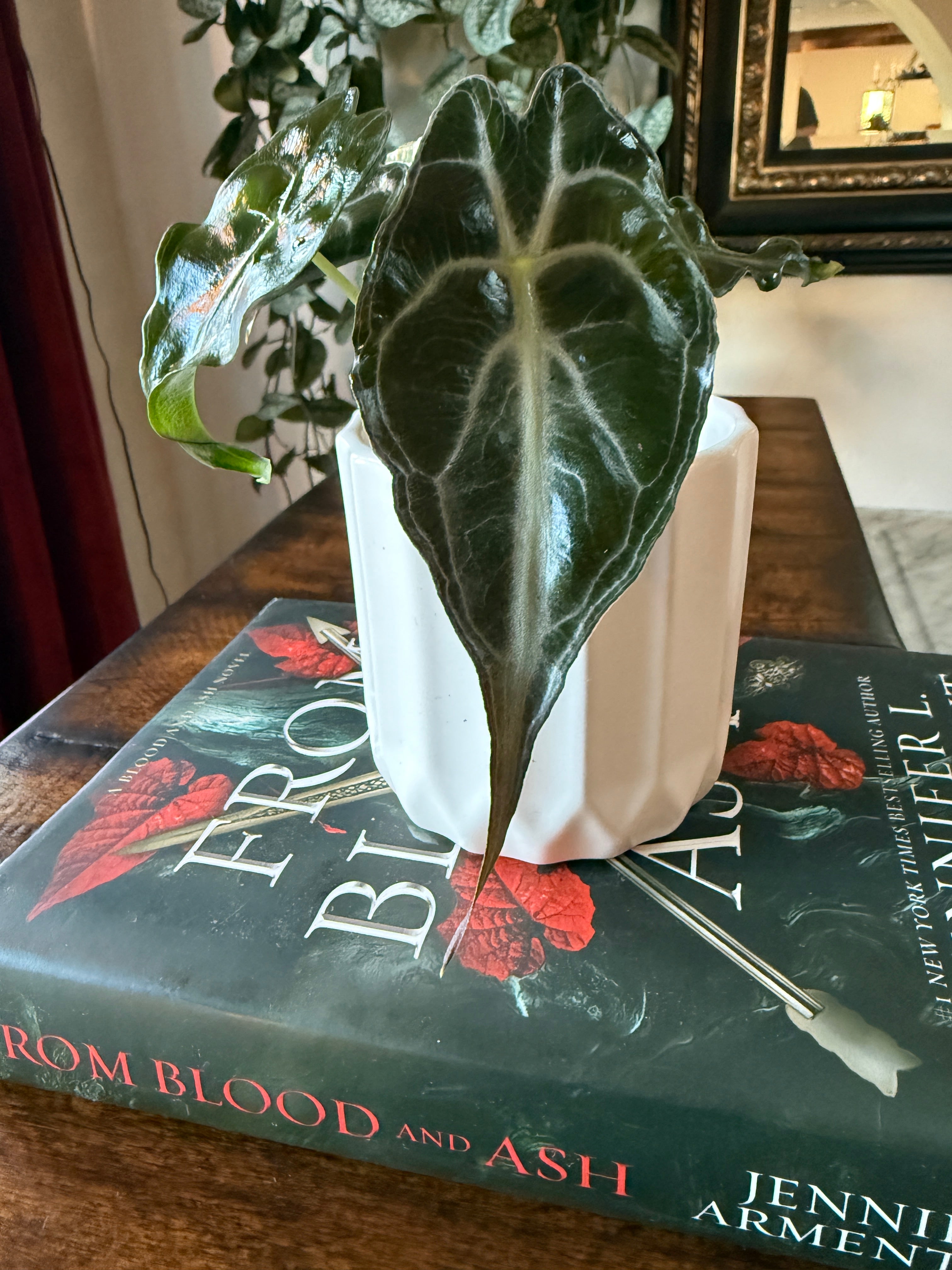 Alocasia Venom – Plant Vault