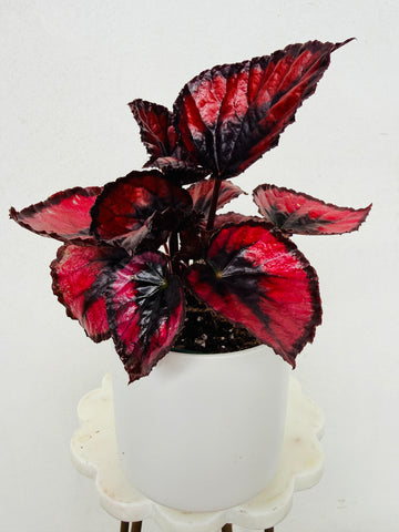 Begonia Red Kiss