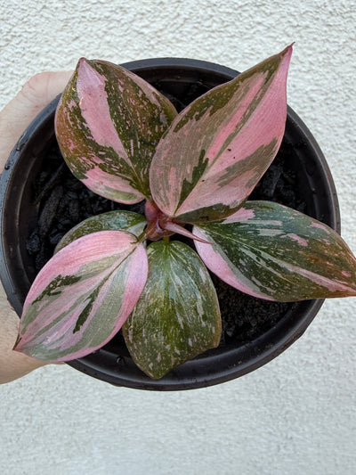 Marble Pink Princess