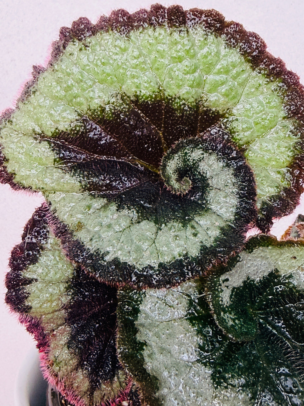 Begonia escargot 