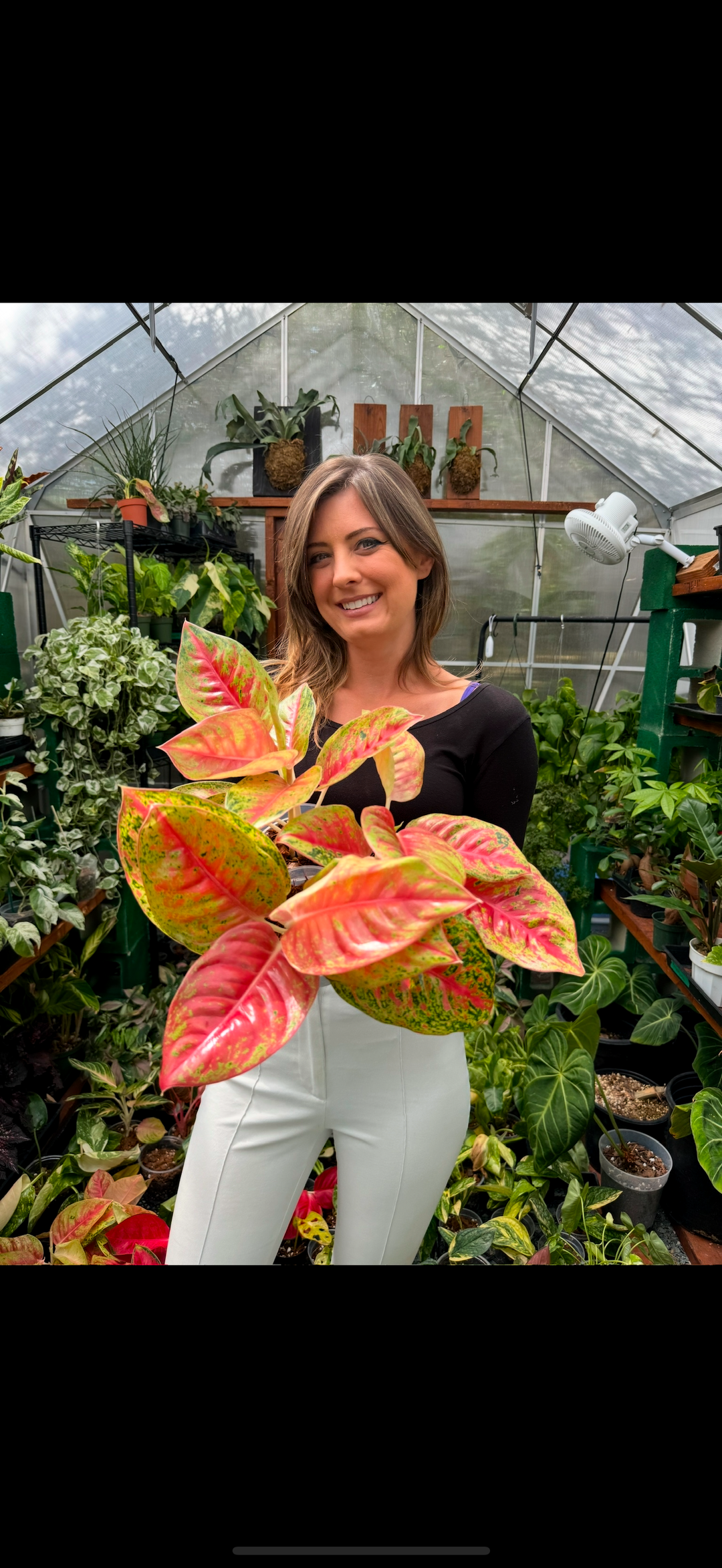 aglaonema misha Aglaonema 'Mahasetti' *Rare