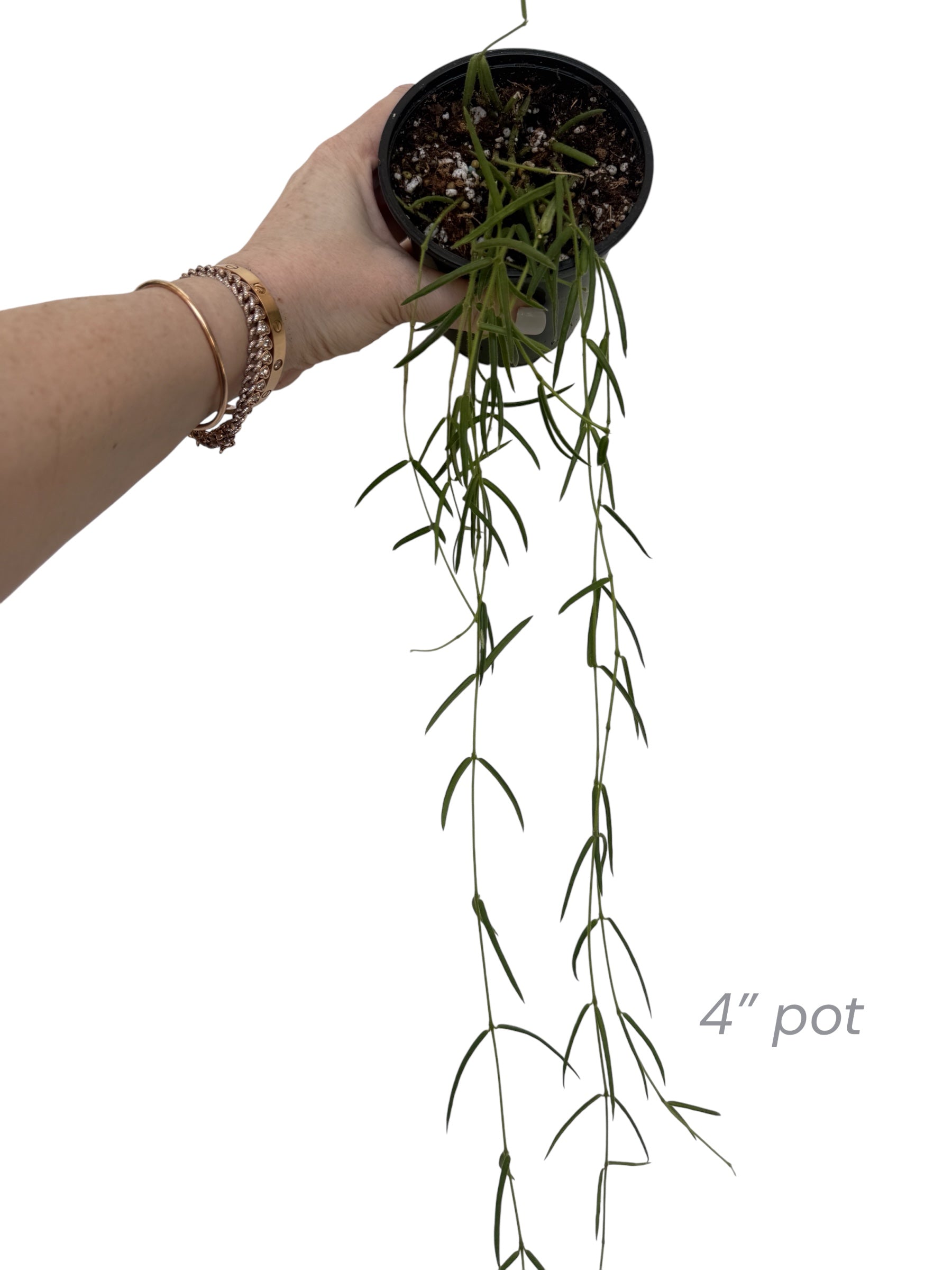 Plant Vault Hoya Linearis - Thumbnail 3