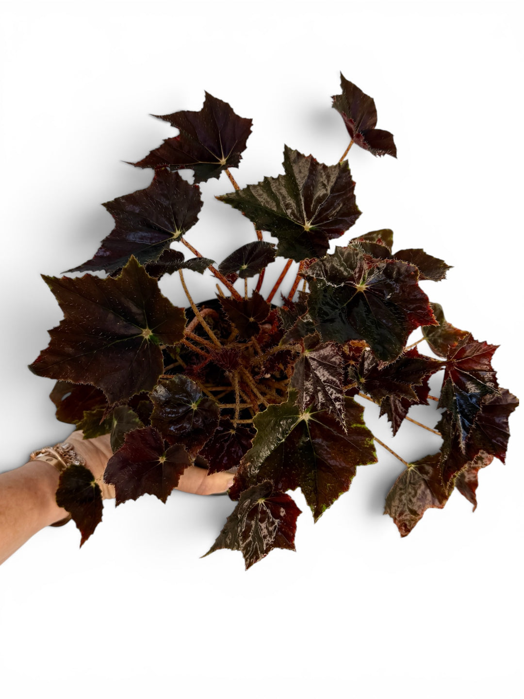Begonia Black velvet / black plant 