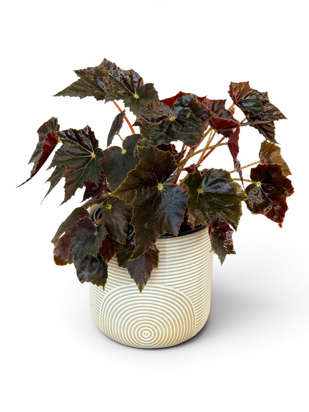 Begonia Black Velvet goth plant