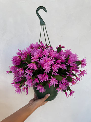 Spring Cactus