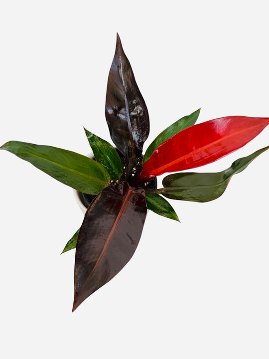 Philodendron Kathleen for sale 