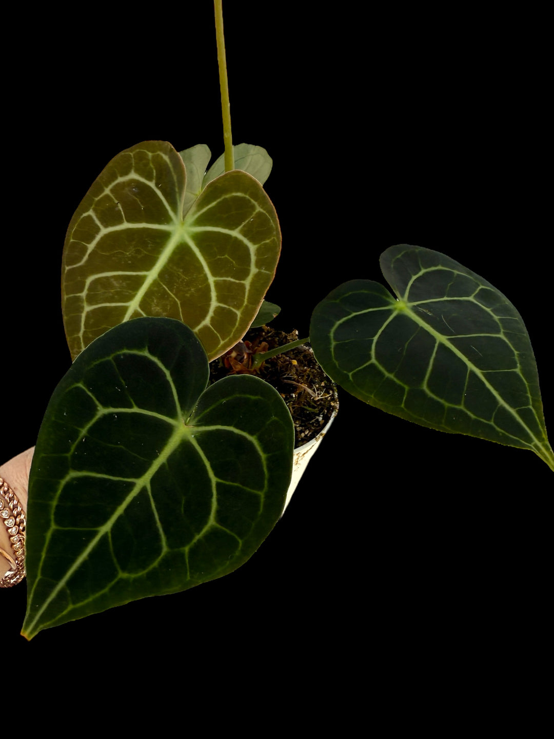 Anthurium Clarinervium ‘Dark Form’