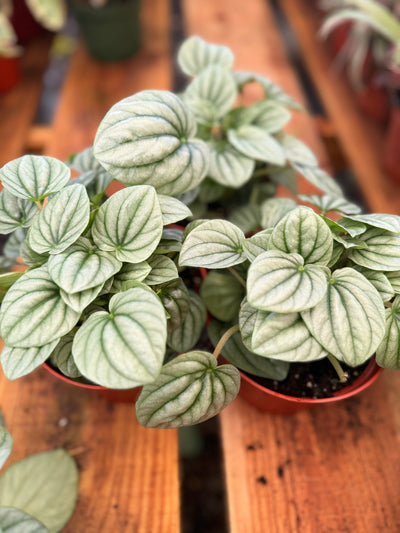 4" Peperomia Caperata Silver 'Frost' for sale near me - San Diego - PlantVault