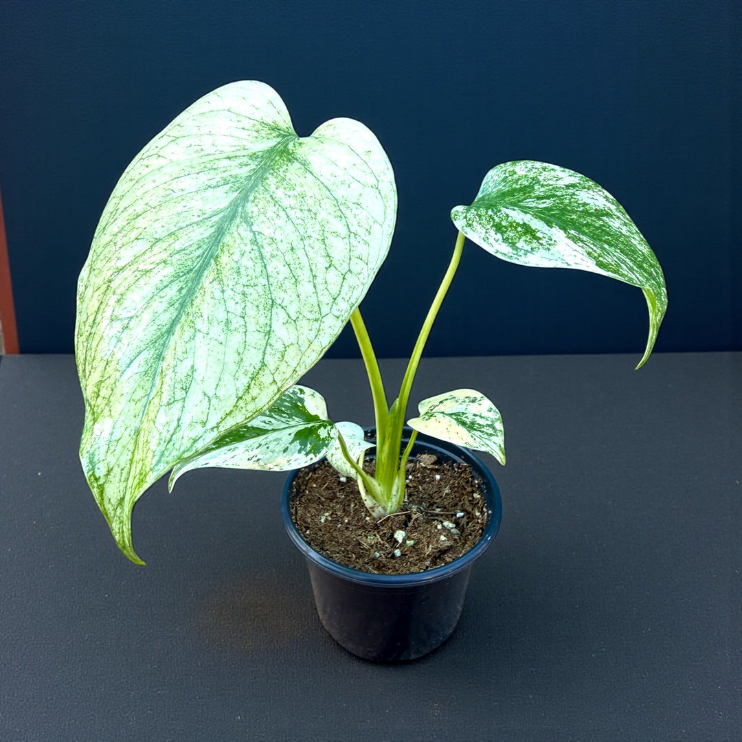 Monstera Mint Variegated
