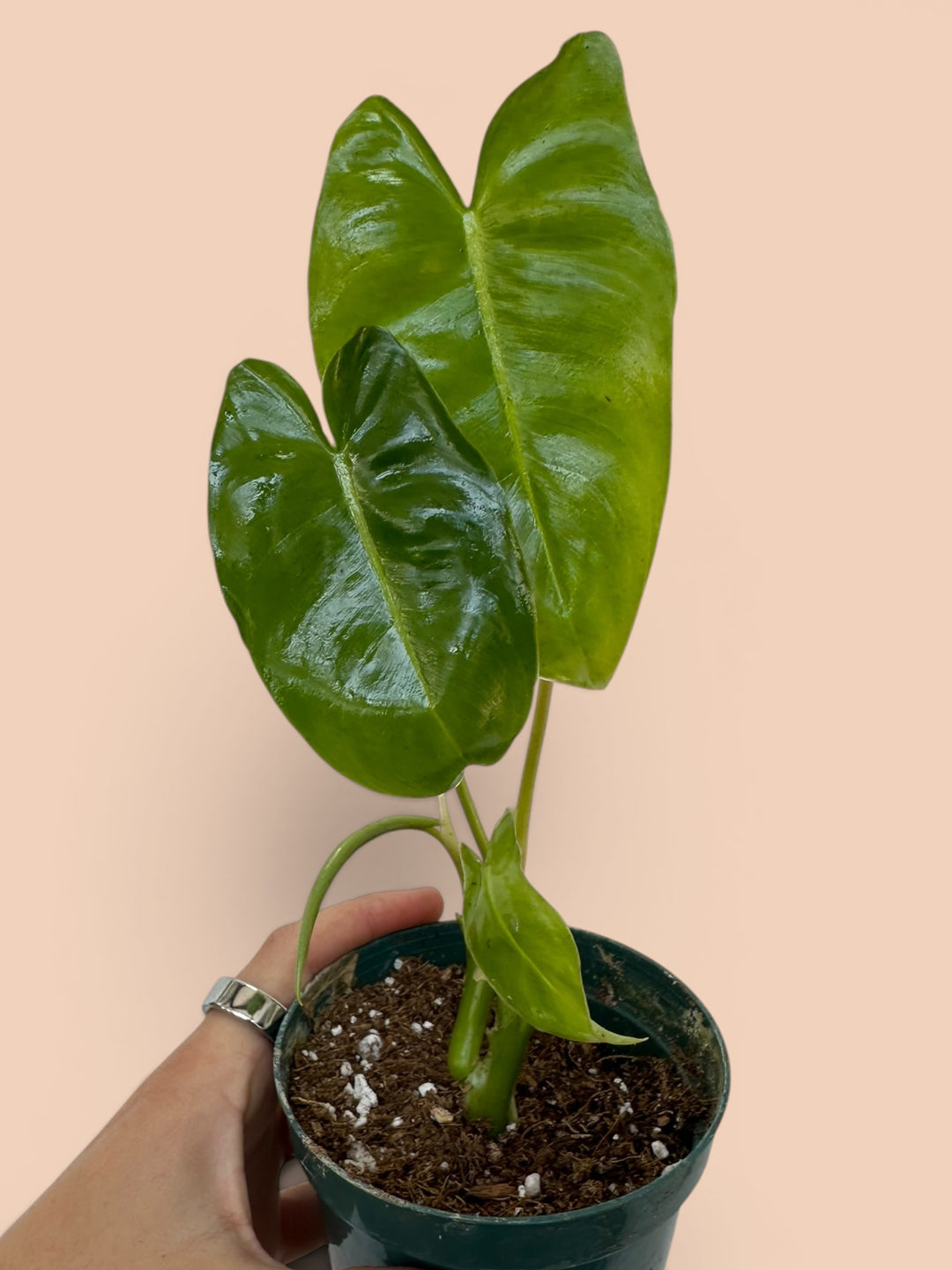 burle marx philodendron propagation Philodendron Burle Marx – Plant Vault