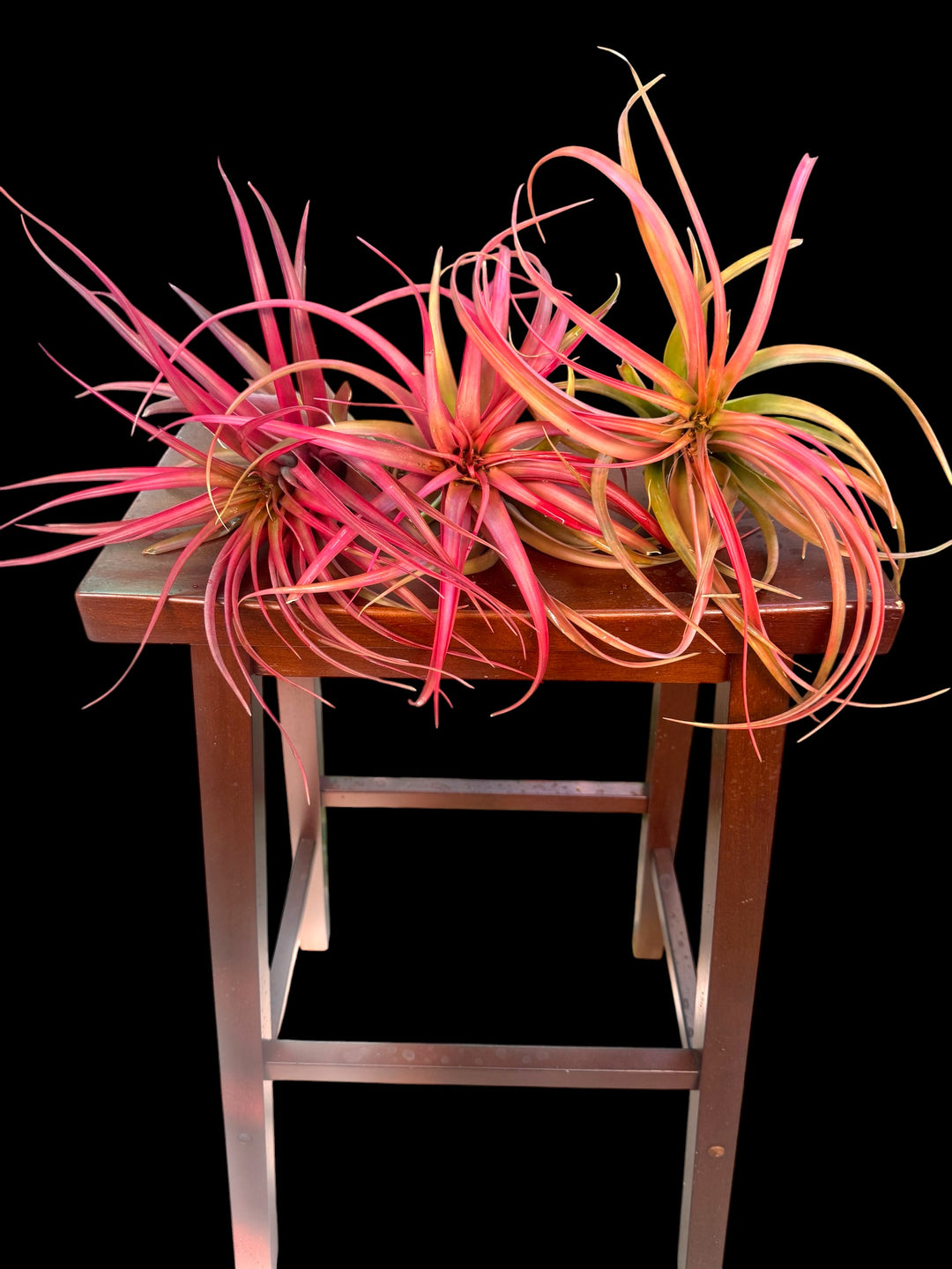 Tillandsia brachycaulos ‘Red Form’