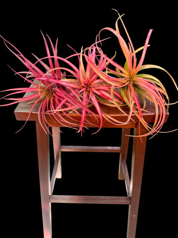 Tillandsia brachycaulos ‘Red Form’ (Red Air Plant)