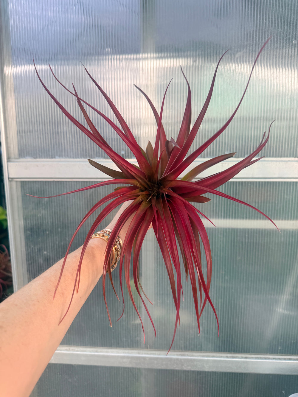 Red Air Plant 