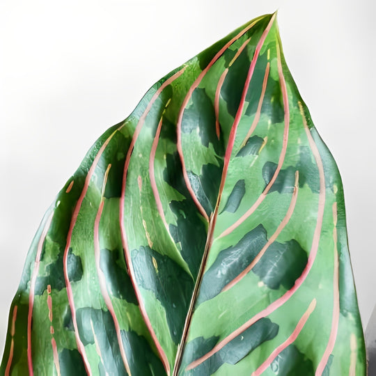 Aglaonema Red Army Rare Aglaonema