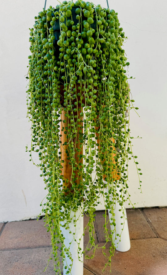 Variegated String of Pearls