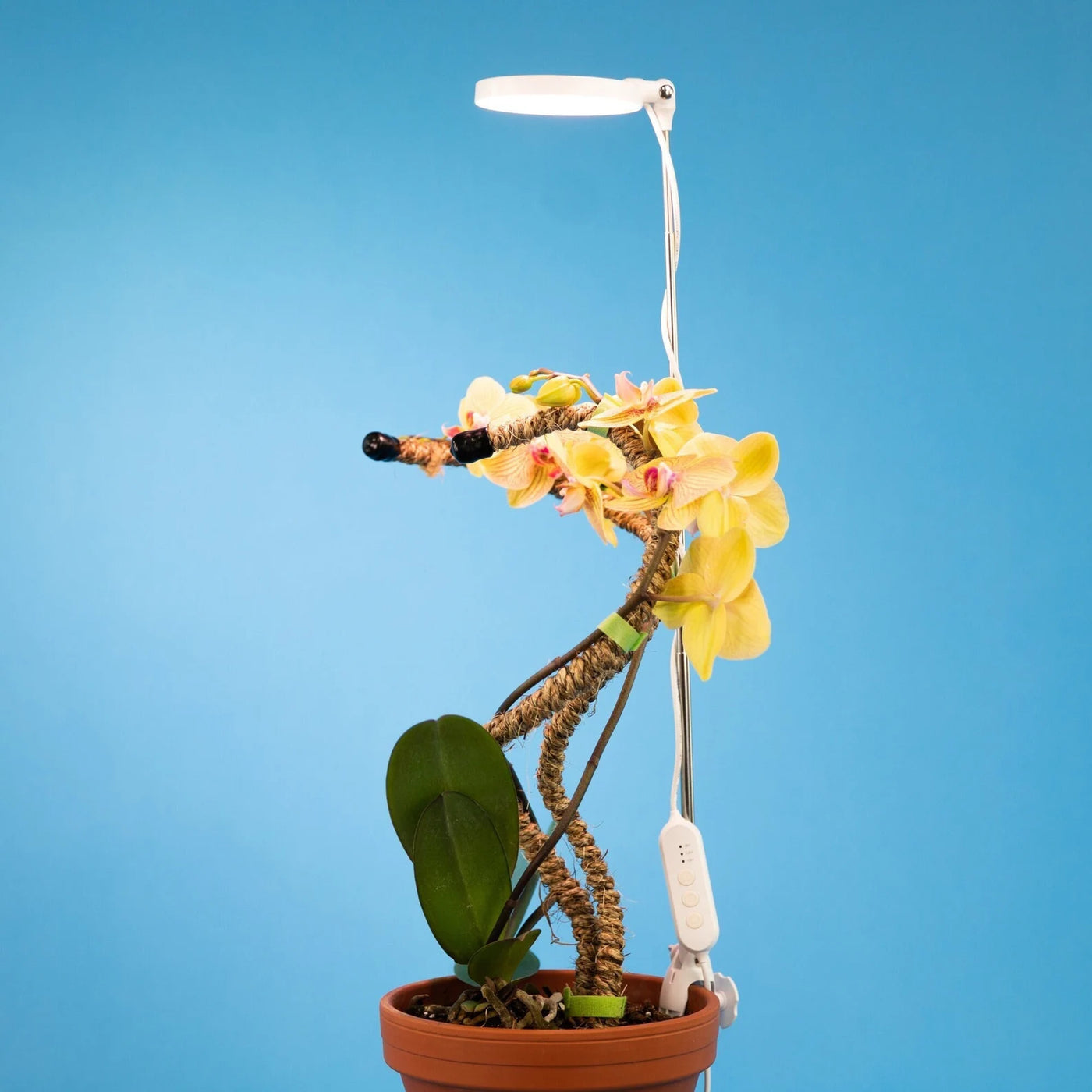 Adjustable LED Plant Light with Orchid and moss pole