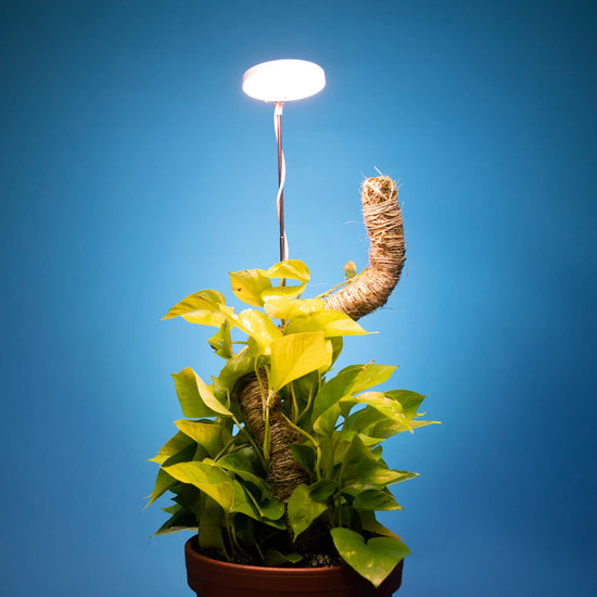 Adjustable LED Plant Grow Light for sale near me