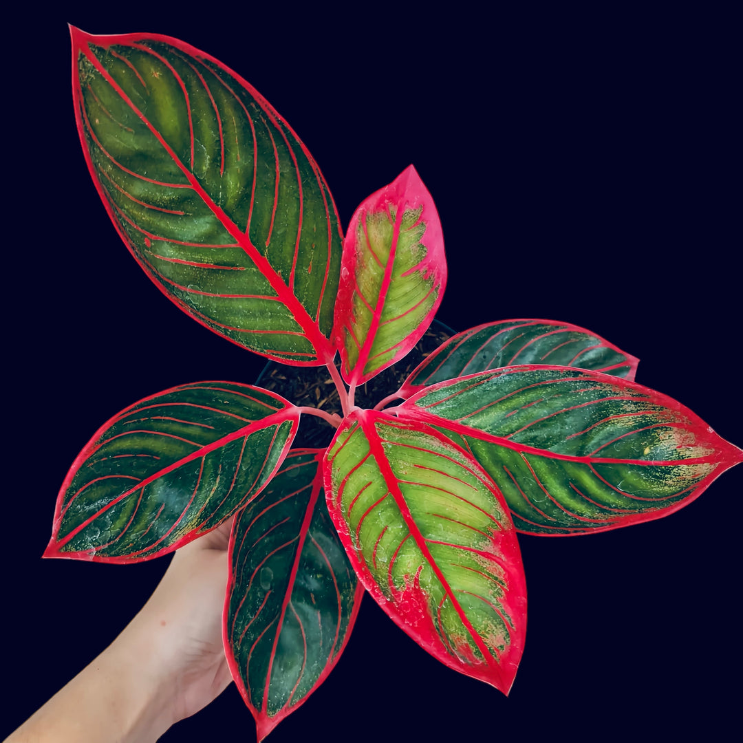 aglaonema mahal Aglaonema Khanza