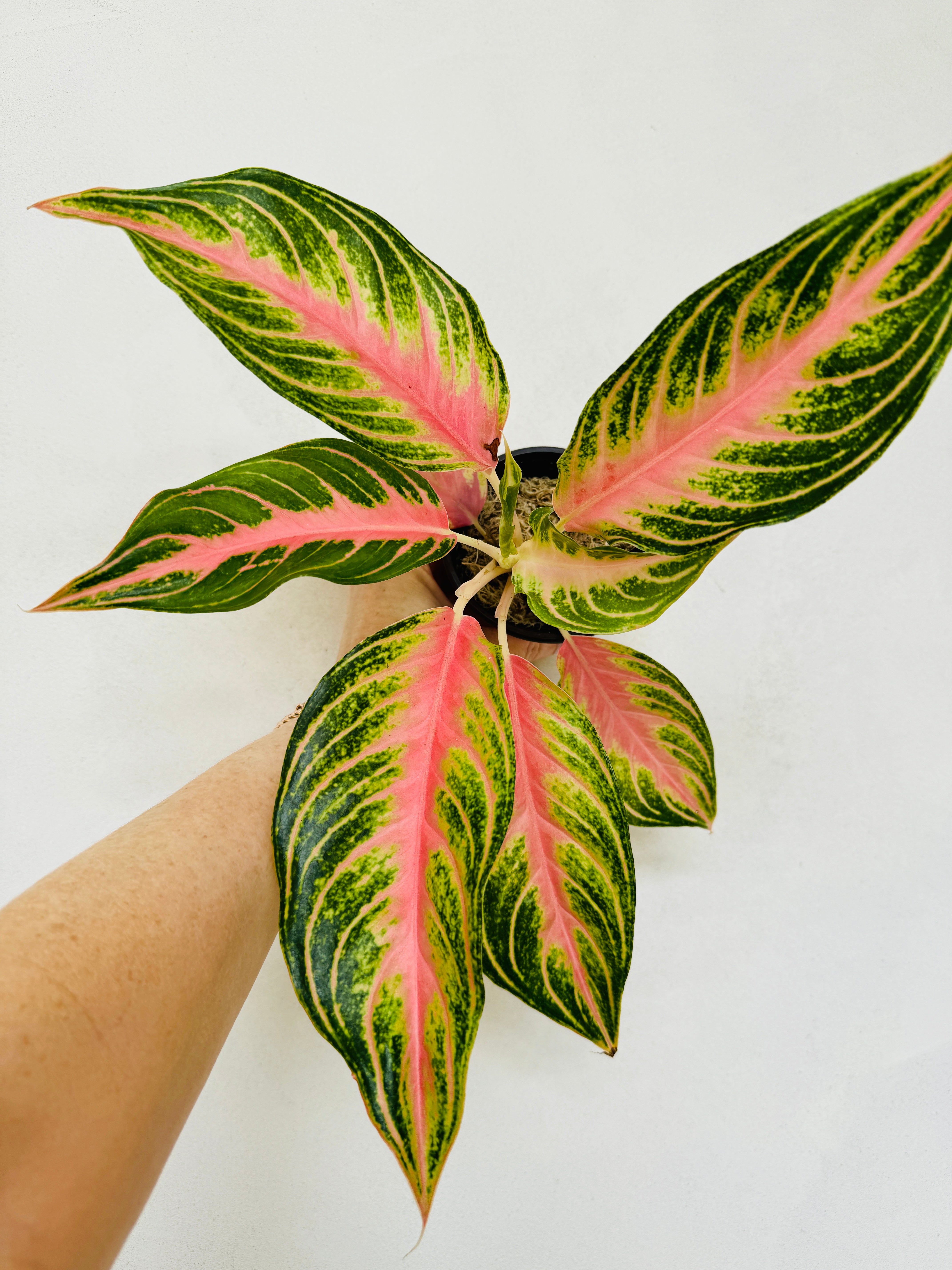 Rare Houseplant - Aglaonema Pink Sunset for sale - Plant Vault