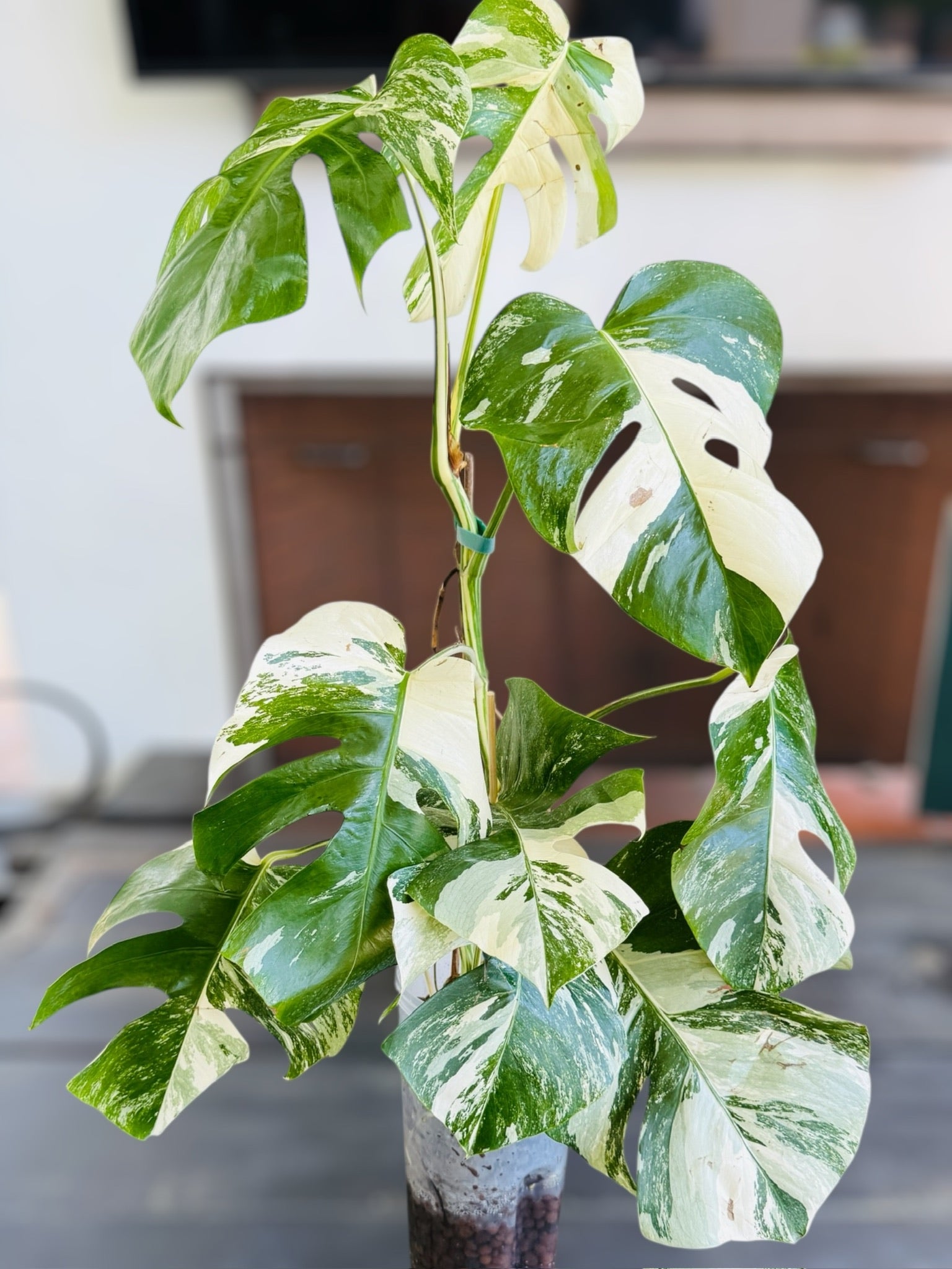 Exact Variegated Monstera Albo A for sale at Plant Vault
