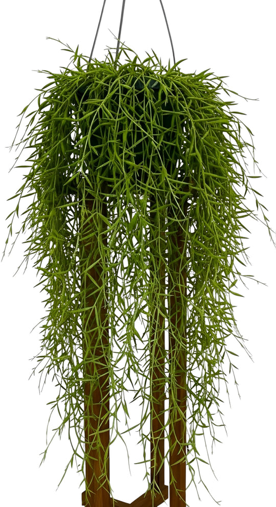 Hoya Linearis