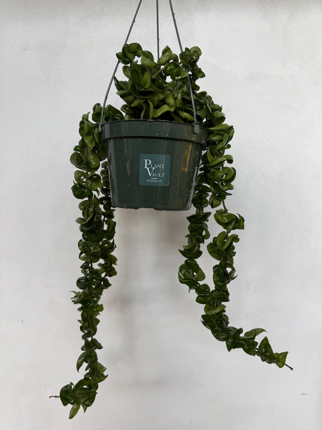 hindu rope plant fertilizer Hoya Hindu Rope "Carnosa Compacta" – Plant Vault