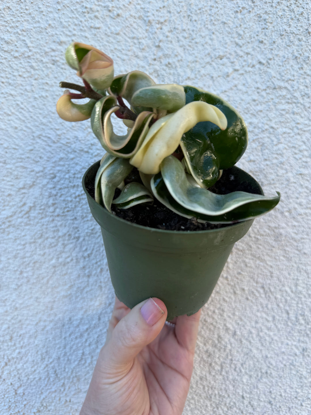 Variegated Hoya Compacta “Hindu Rope”