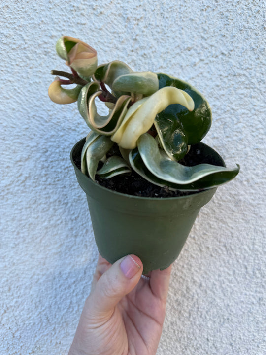 Variegated Hoya Compacta “Hindu Rope”