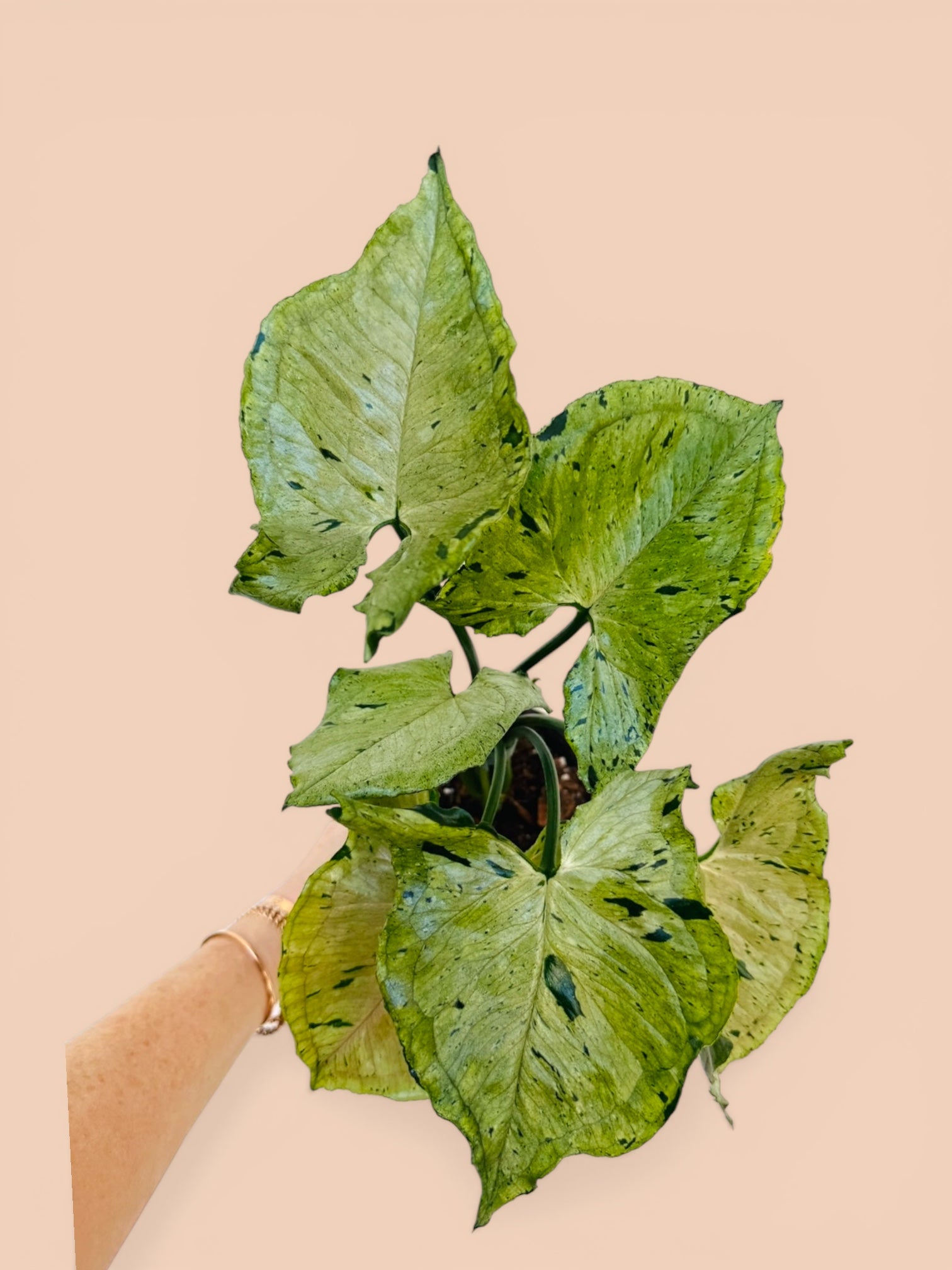 Plant Vault Syngonium